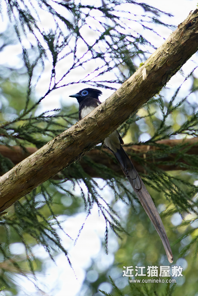 探鳥地探検 朽木 サンコウチョウ