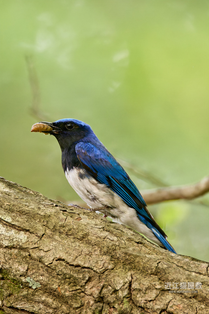 EOS R7,1DX3で野鳥撮影 散策 オオルリなど