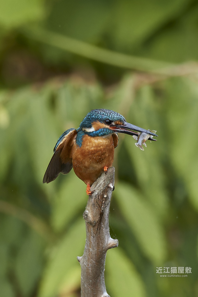 EOS-1D X mark IIIで野鳥撮影 カワセミ