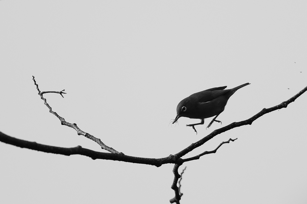 滋賀 コサメビタキ、キビタキ、オオルリ、カワセミ