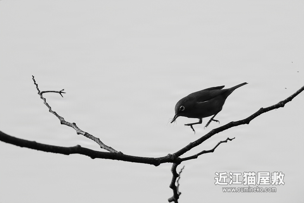 滋賀 コサメビタキ、キビタキ、オオルリ、カワセミ