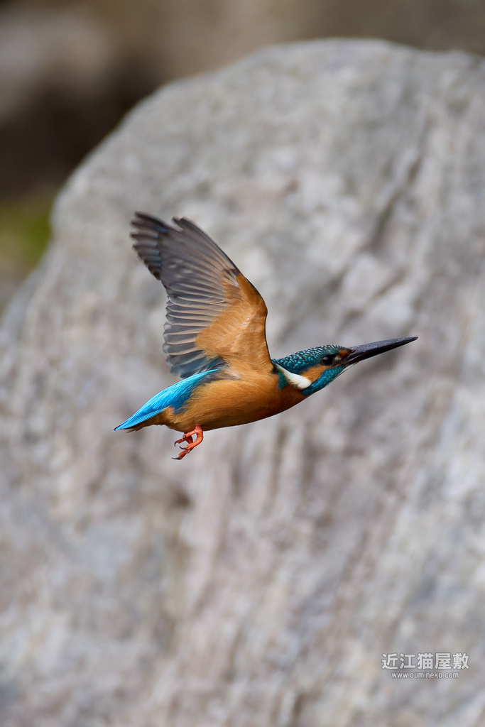 EOS R3で野鳥撮影 カワセミ他