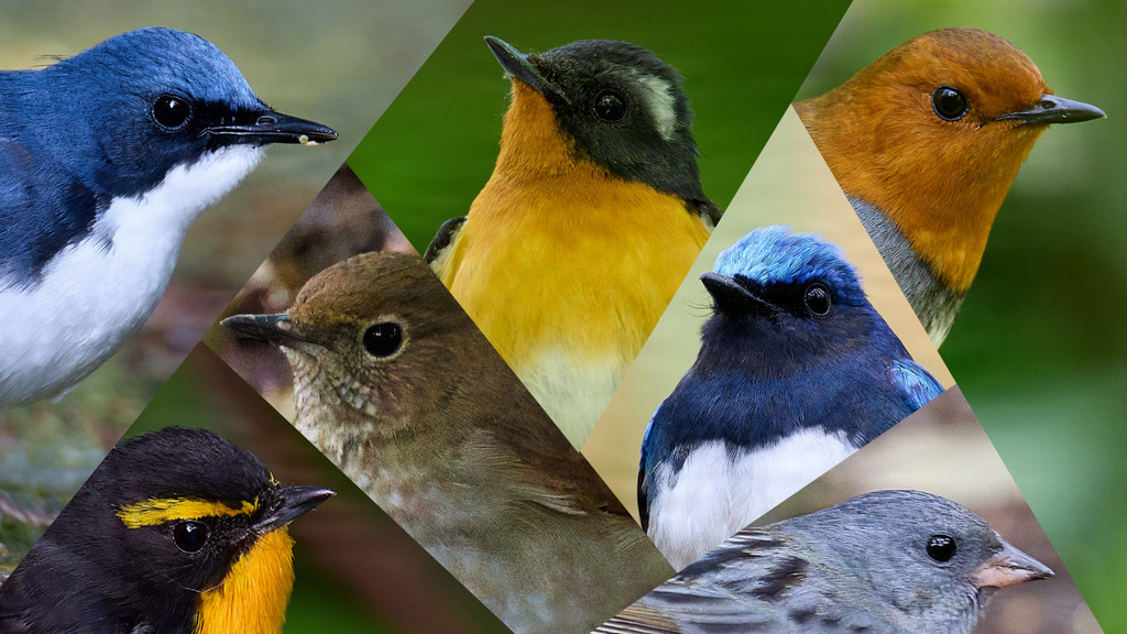 2025年 夏鳥探鳥 第１回 「晩春の渡り、一期一会の中継地遠征」(初心者向け、鳥23種)