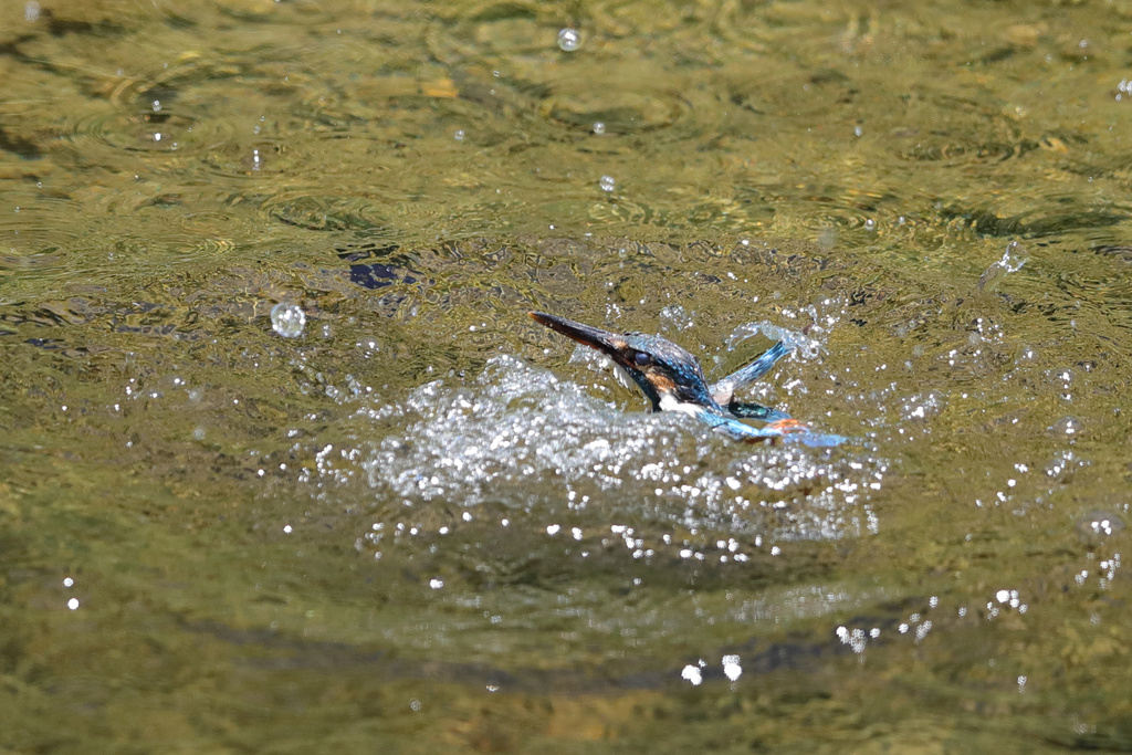 京都の川 カワセミ EOS-1D X Mark II + EF600F4L