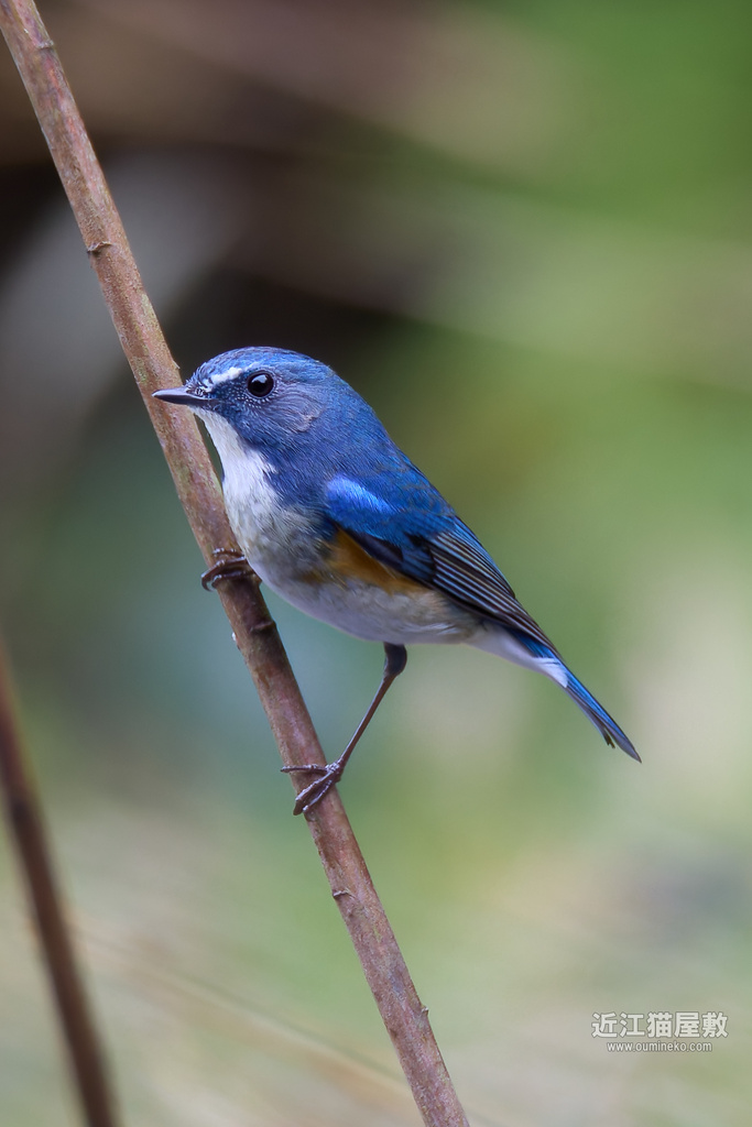 EOS R7で野鳥撮影 DxO PureRAW3/4比較 ルリビタキ、アオジ