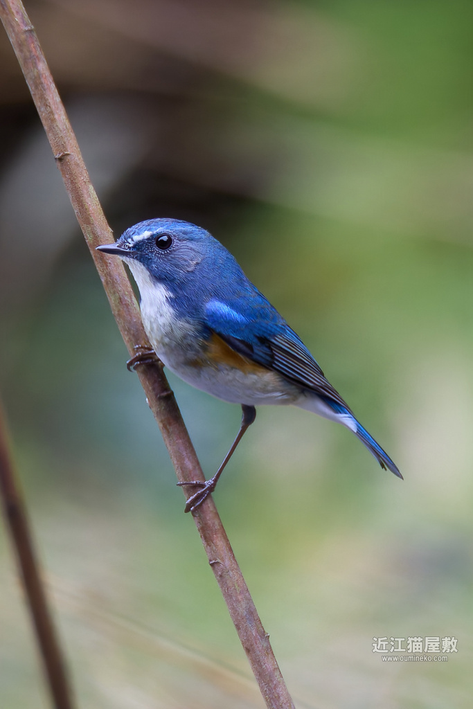 EOS R7で野鳥撮影 DxO PureRAW3/4比較 ルリビタキ、アオジ