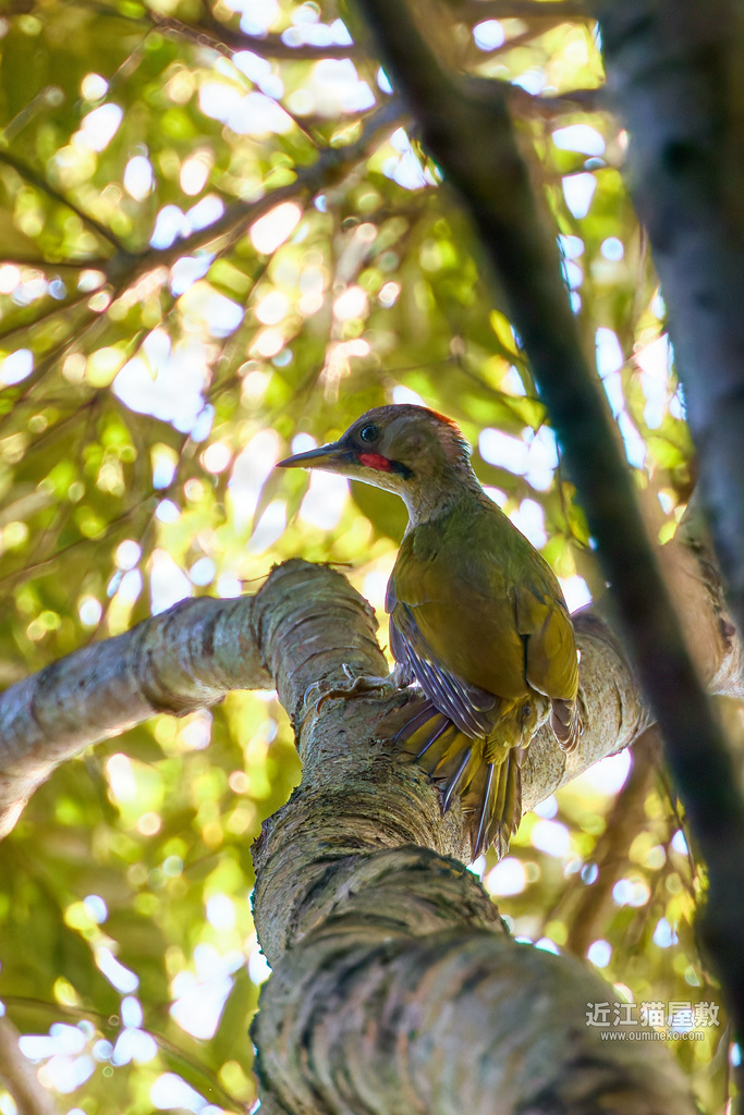 EOS R7で野鳥撮影 長等公園 自然観察の森 アオゲラ他