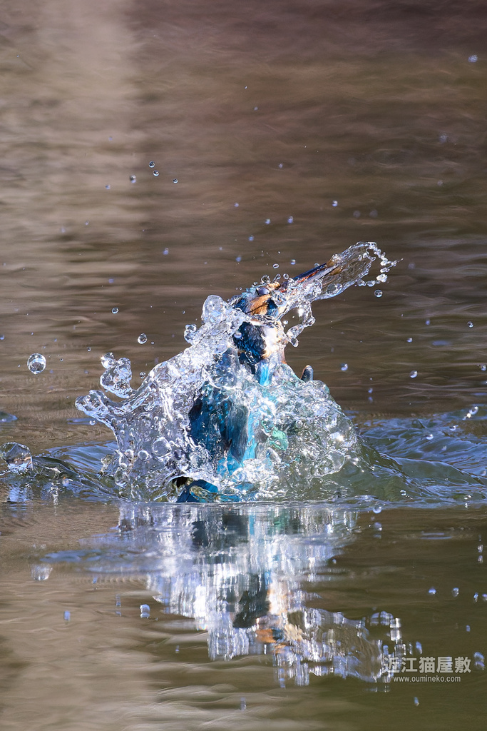 EOS R5 mark IIで2025年 元旦 鳥はじめ② カワセミ