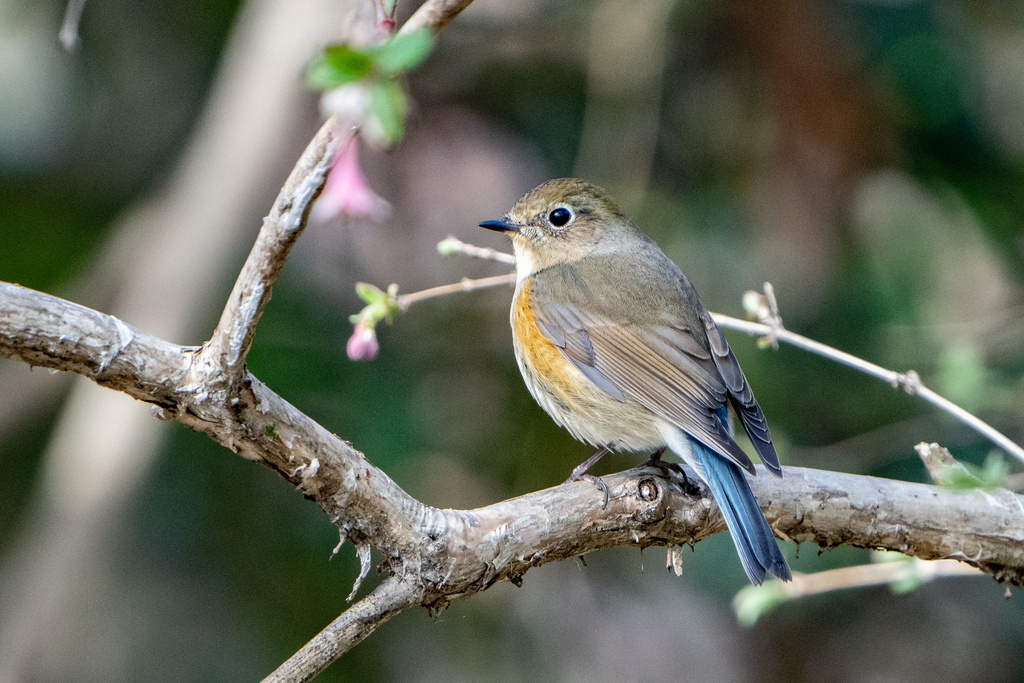 京都御苑 ルリビタキ、ビンズイ α7R IV+FE200-600