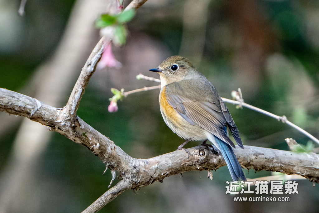 京都御苑 ルリビタキ、ビンズイ α7R IV+FE200-600