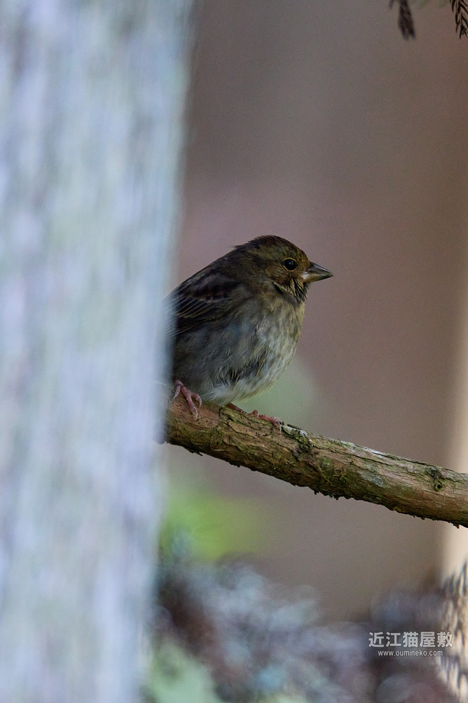 EOS R7+EF800mm F5.6L IS USM / EF400mm F4 DO IS II USM クロジ、カワセミ、ジョウビタキ、ソウシチョウ