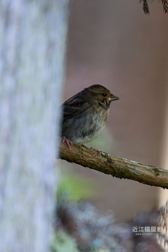 EOS R7+EF800mm F5.6L IS USM / EF400mm F4 DO IS II USM クロジ、カワセミ、ジョウビタキ、ソウシチョウ