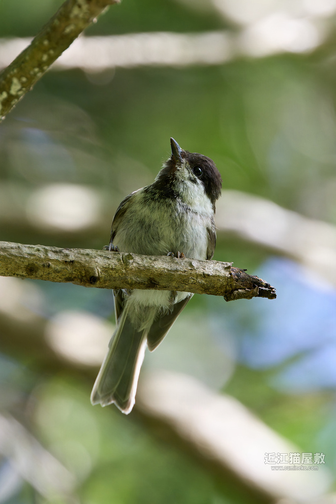 EOS R7で野鳥撮影 散策、EF400mm F4 DO IS II USM再び