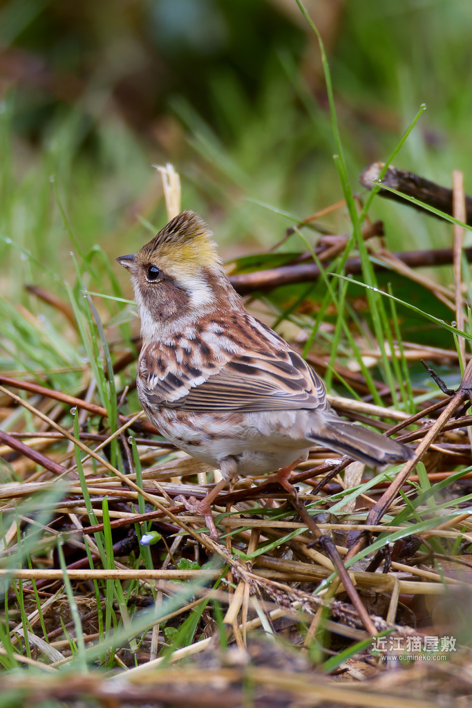 EOS R7で野鳥撮影 ミヤマホオジロ、ルリビタキ、ベニマシコ他