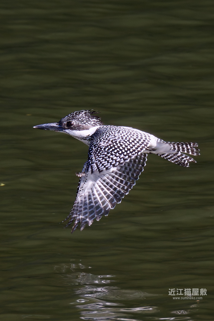EOS R7で野鳥撮影 榛原 ヤマセミ、カワセミ、コサメビタキ