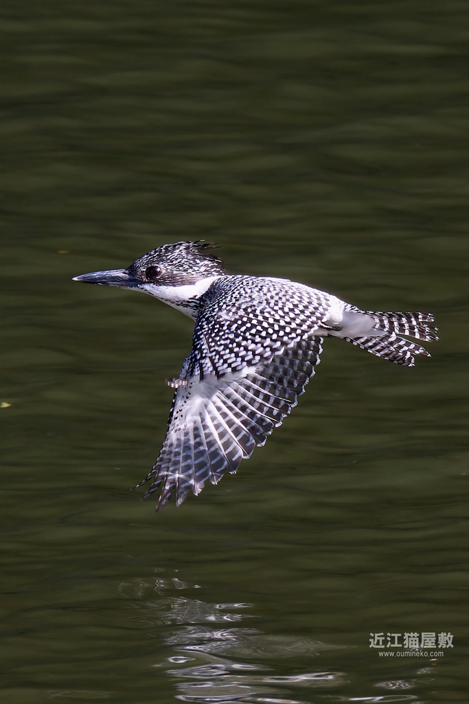 EOS R7で野鳥撮影 榛原 ヤマセミ、カワセミ、コサメビタキ