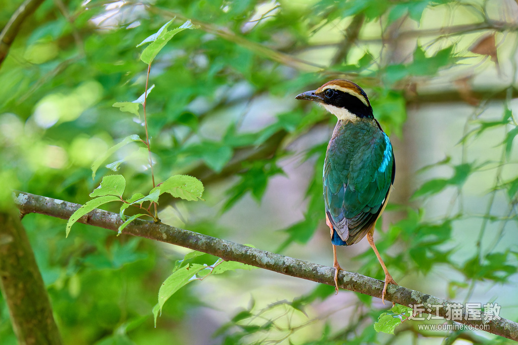 EOSで野鳥撮影 鳥納め