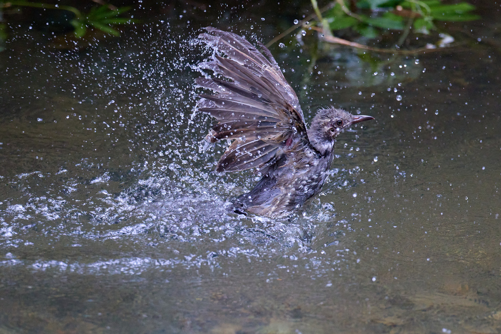 EOS R7 + RF600mm F4L IS USM ヒヨドリ、(カワセミ)