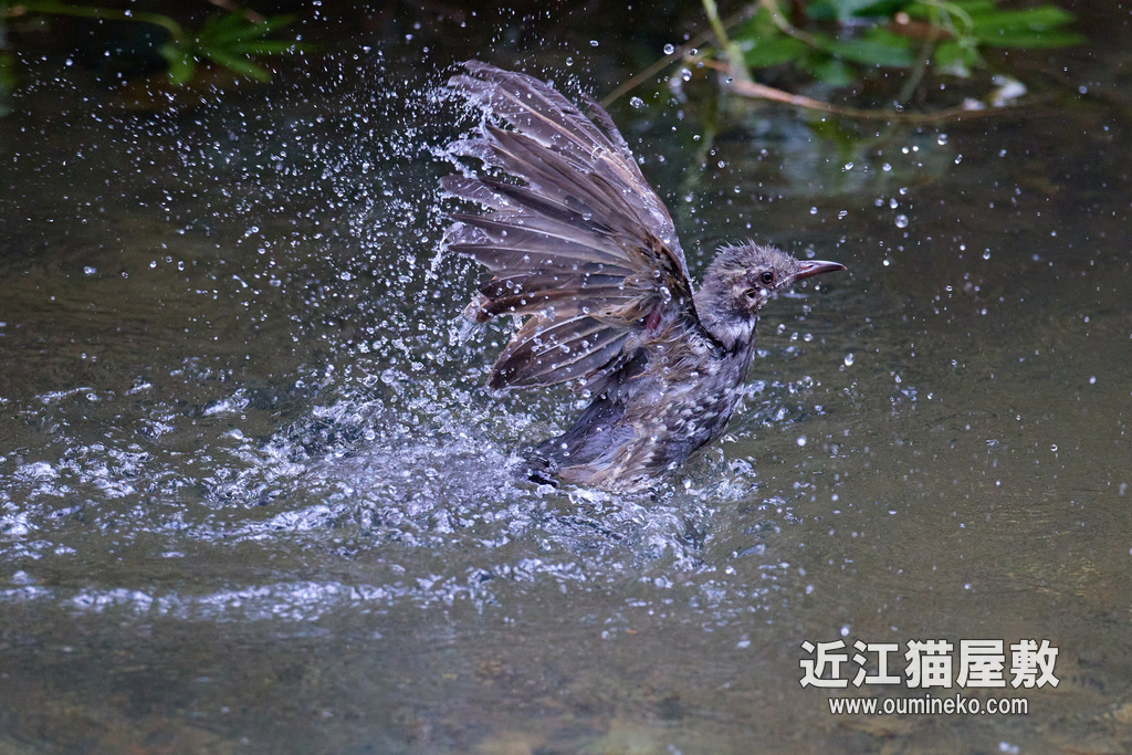 EOS R7 + RF600mm F4L IS USM ヒヨドリ、(カワセミ)