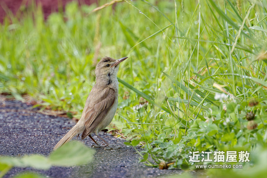 EOSで野鳥撮影 朽木＆草津 オオヨシキリ、オオルリ、サンショウクイ