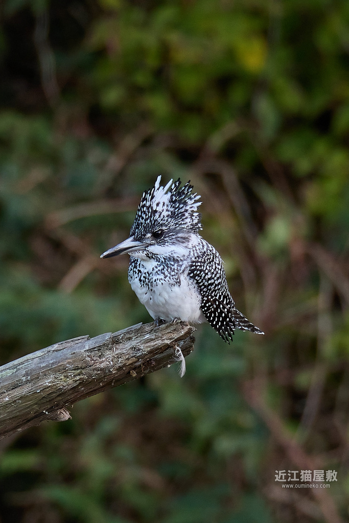 EOS R7 + EF800mm F5.6L IS USM ヤマセミ,カワセミ,ジョウビタキ,カワラヒワ,トビ