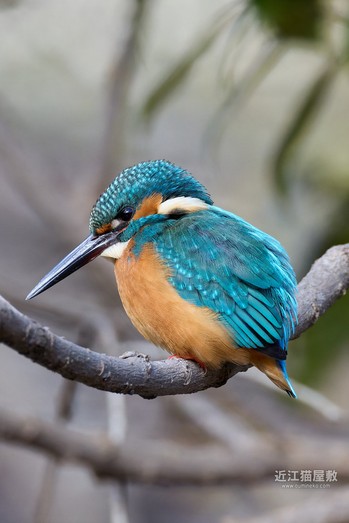 EOS R7+RF200-800mm F6.3-9 IS USM カワセミ＆散策