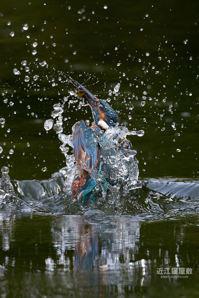 カワセミ撮影 久々の満足ショット＆長焦点距離撮影の傾向など (EOS R5 mark II + EF800mm F5.6L IS USM)