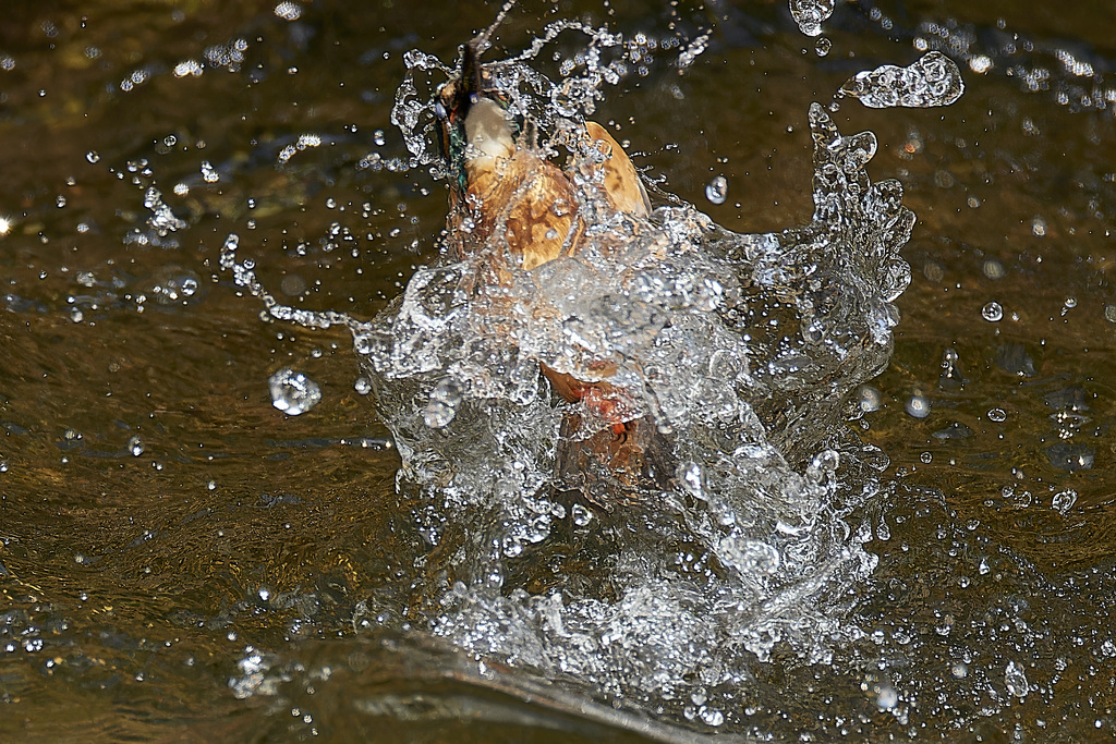 EOS R7,1DX3で野鳥撮影 カワセミ