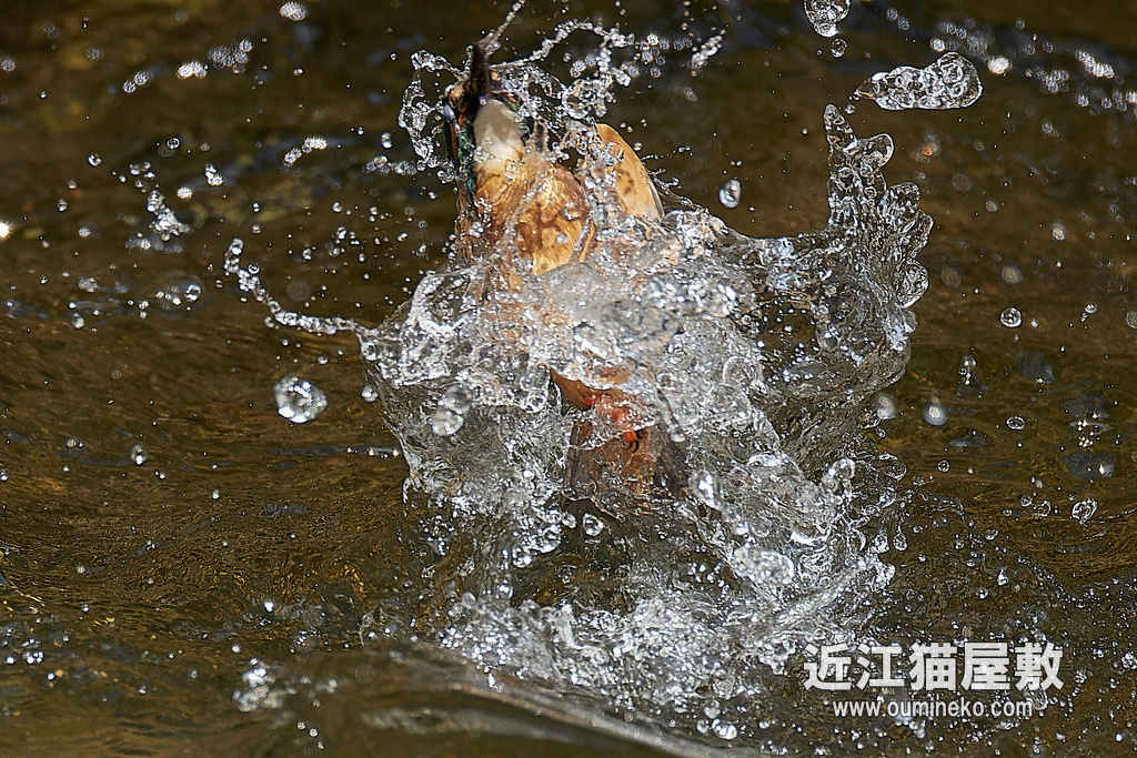 EOS R7,1DX3で野鳥撮影 カワセミ