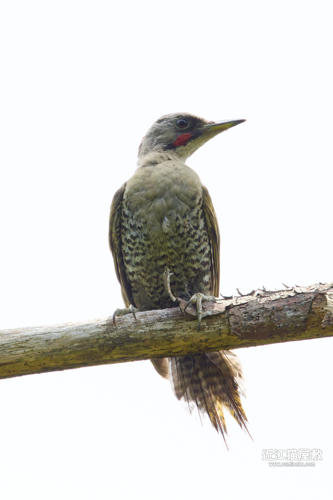 EOS R7で野鳥撮影 朽木 アオゲラ、キビタキ幼鳥他