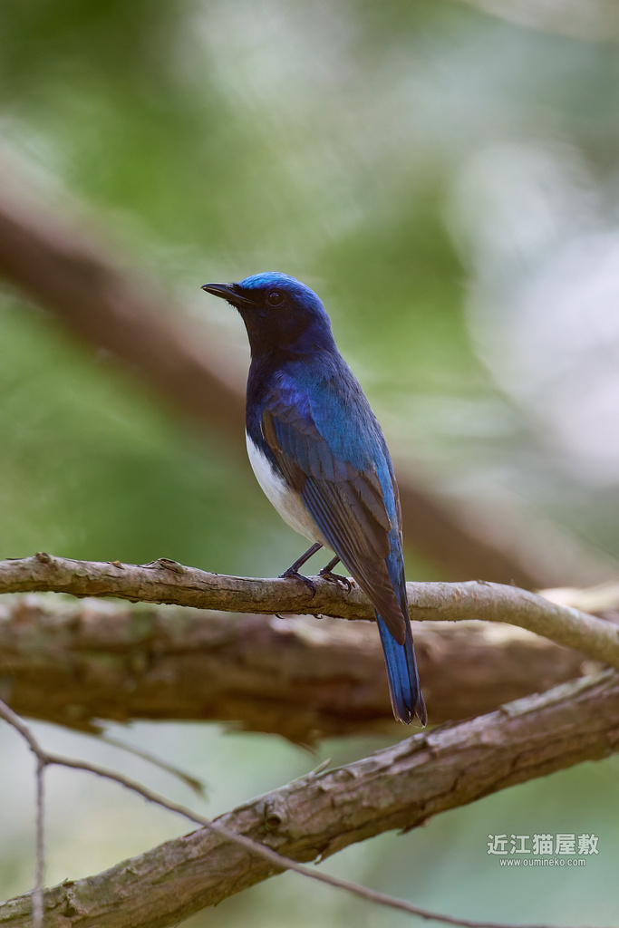 EOSで野鳥撮影 朽木 夏鳥 オオルリ、クロツグミ、コサメビタキ、サンショウクイ他