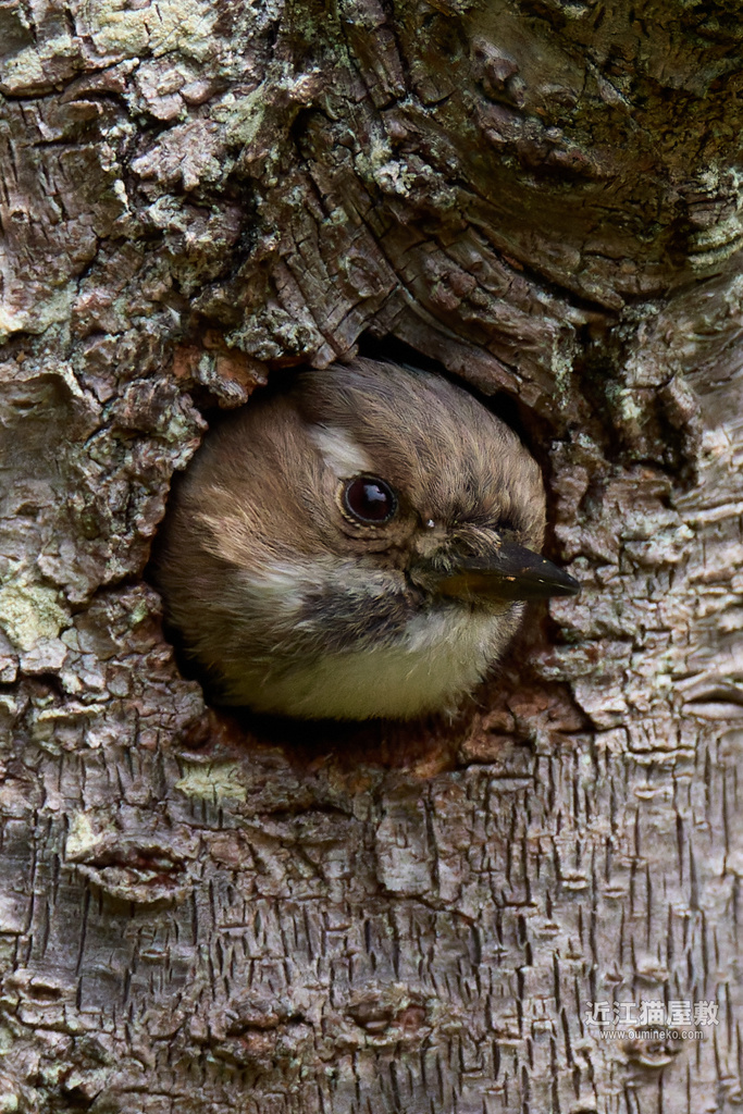 EOS R7で野鳥撮影 巣穴のコゲラ