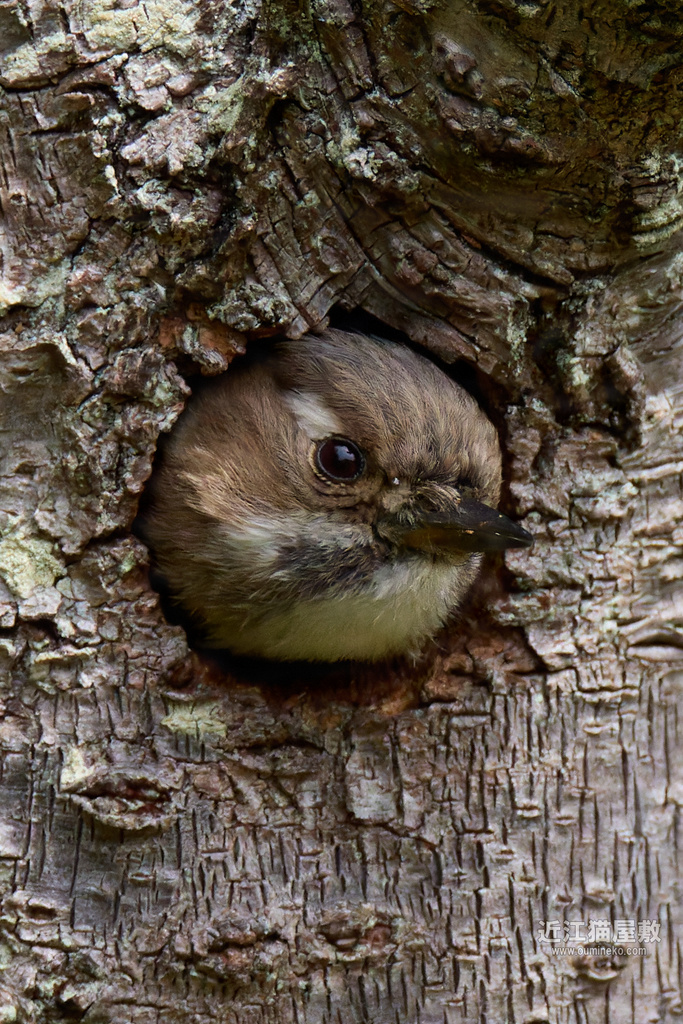 EOS R7で野鳥撮影 巣穴のコゲラ