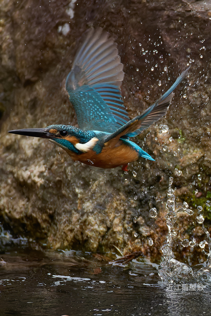EOS R3+RF200-800mm F6.3-9 IS USMで野鳥撮影 カワセミ