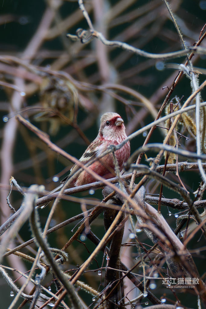 EOS R3,R7で野鳥撮影 ベニマシコ、カシラダカ、メジロ他
