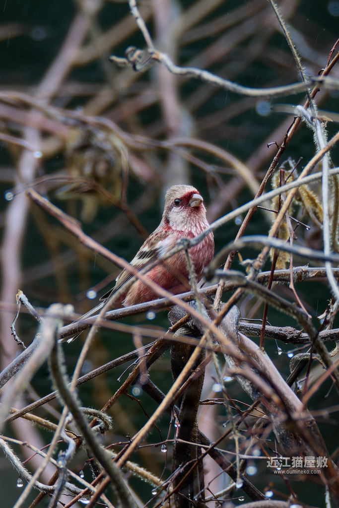 EOS R3,R7で野鳥撮影 ベニマシコ、カシラダカ、メジロ他
