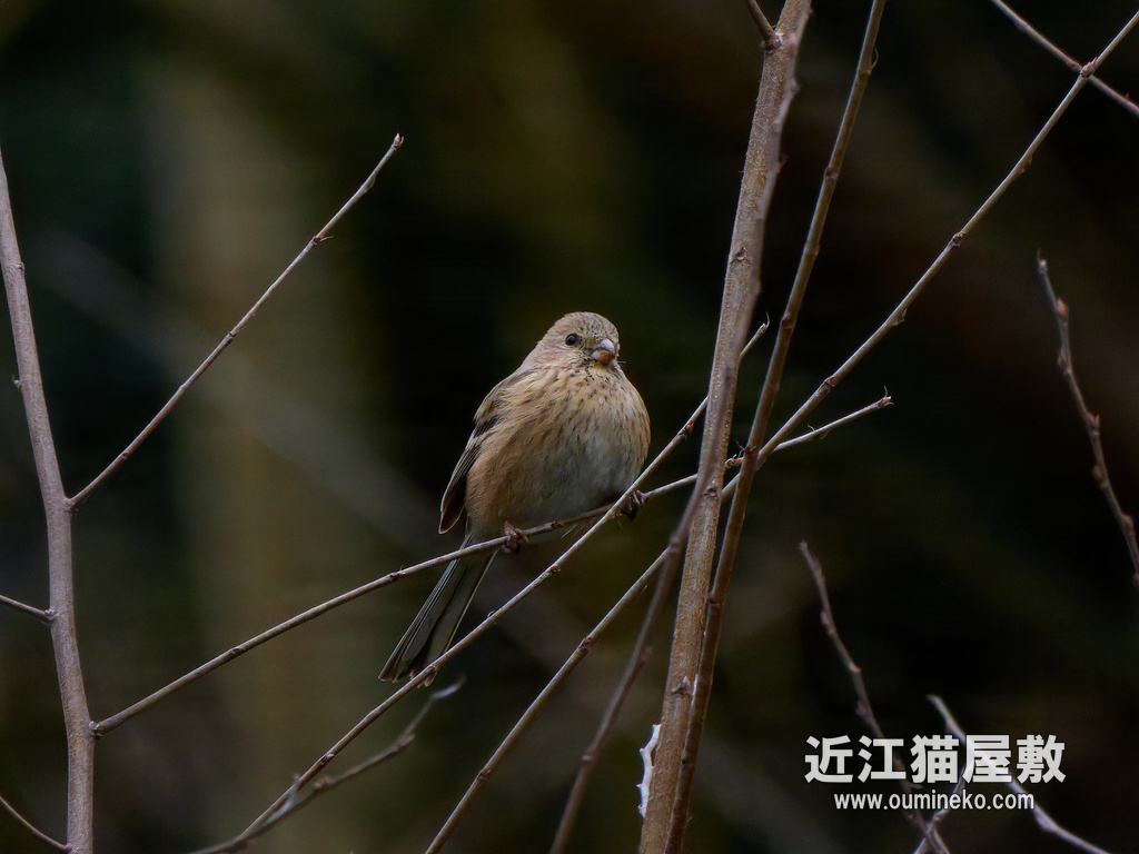 COOLPIX P1100で野鳥撮影 ベニマシコ