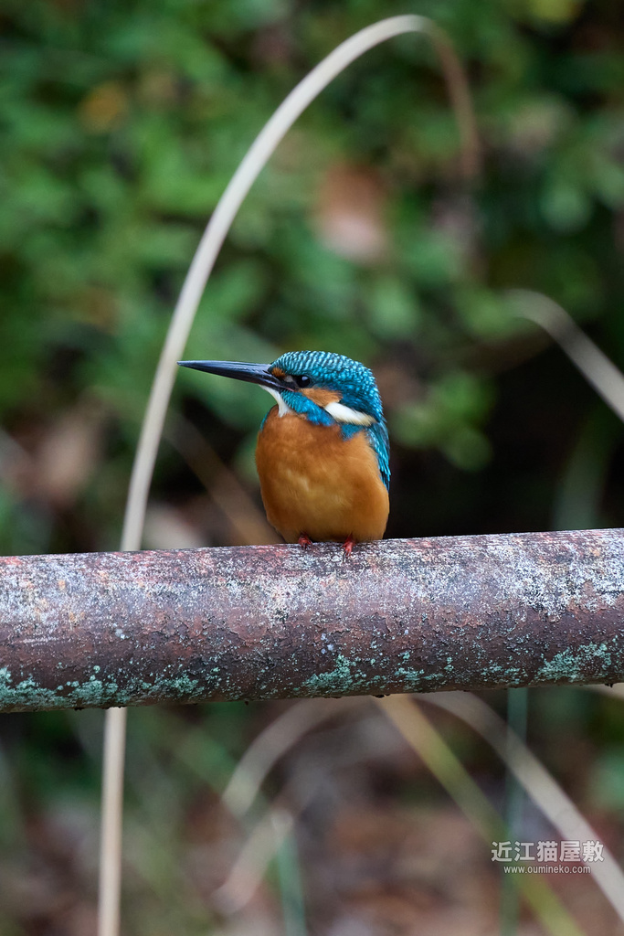 EOS R7 + EF400mm F4 DO IS II USM カワセミ試行錯誤(失敗)