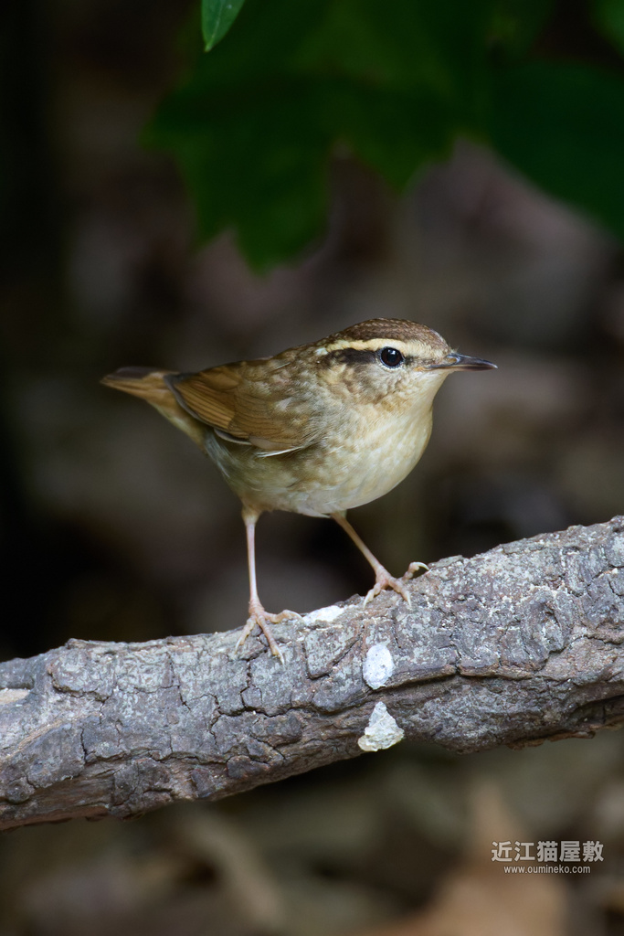 EOS R5 mark IIで野鳥撮影 ヤブサメ、オオルリ他