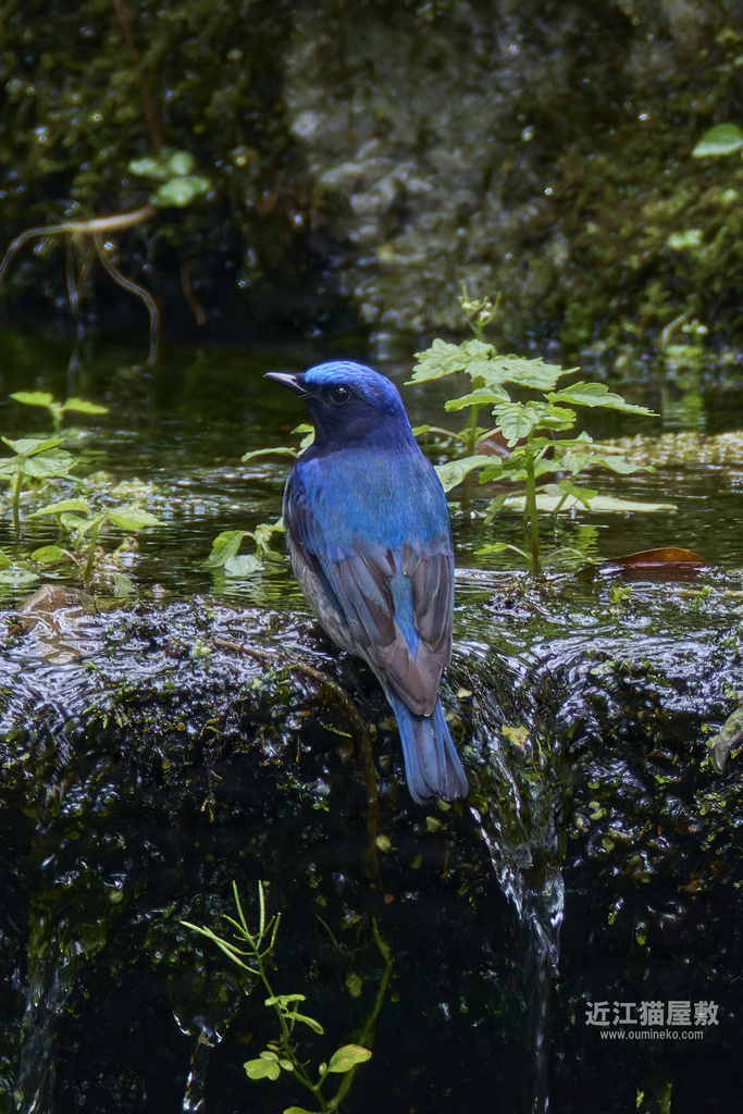 EOS-1D X mark III、R7で野鳥撮影 普正寺の森 オオルリ、キビタキ、センダイムシクイほか