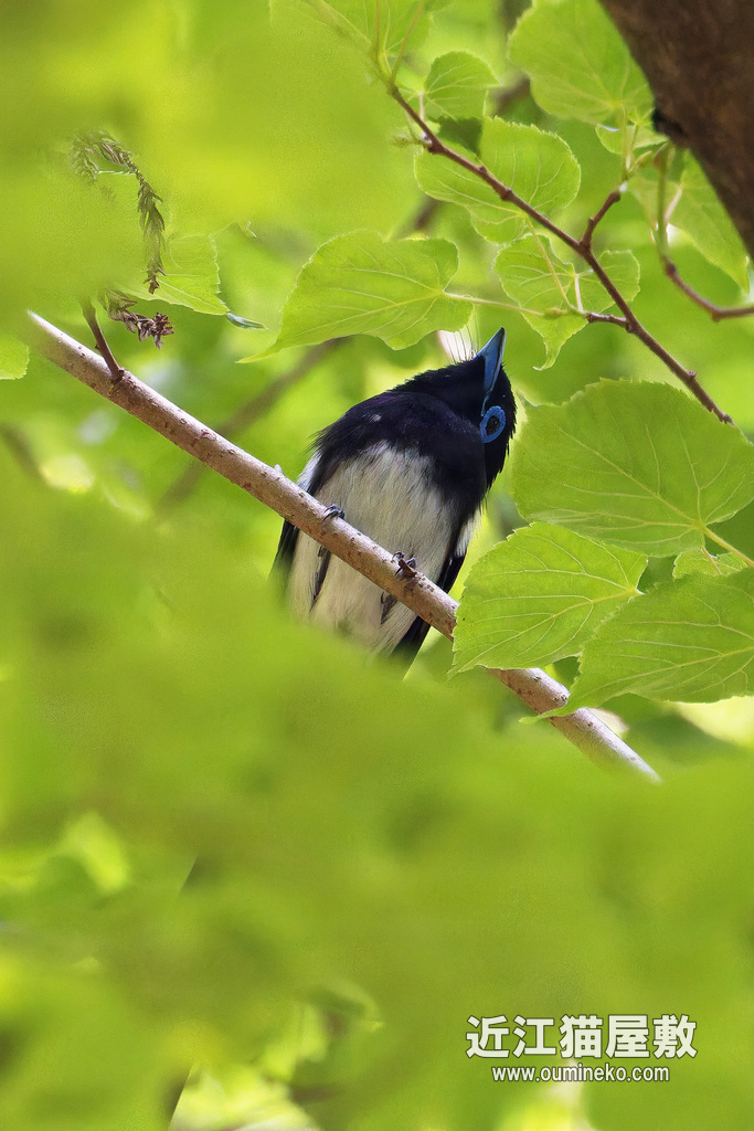 EOSで野鳥撮影 朽木 サンコウチョウ、キビタキ、コサメビタキ、キジ他