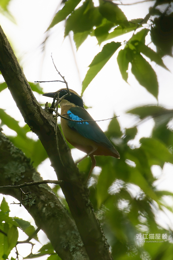 【記録公開】一期一会 ヤイロチョウ証拠写真 (EOS R5 Mark II + RF600mm F4L IS USM)