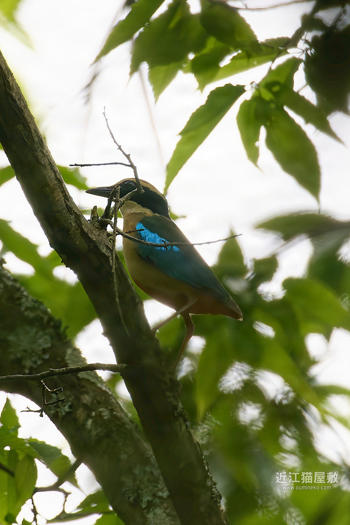 【記録公開】一期一会 ヤイロチョウ証拠写真 (EOS R5 Mark II + RF600mm F4L IS USM)