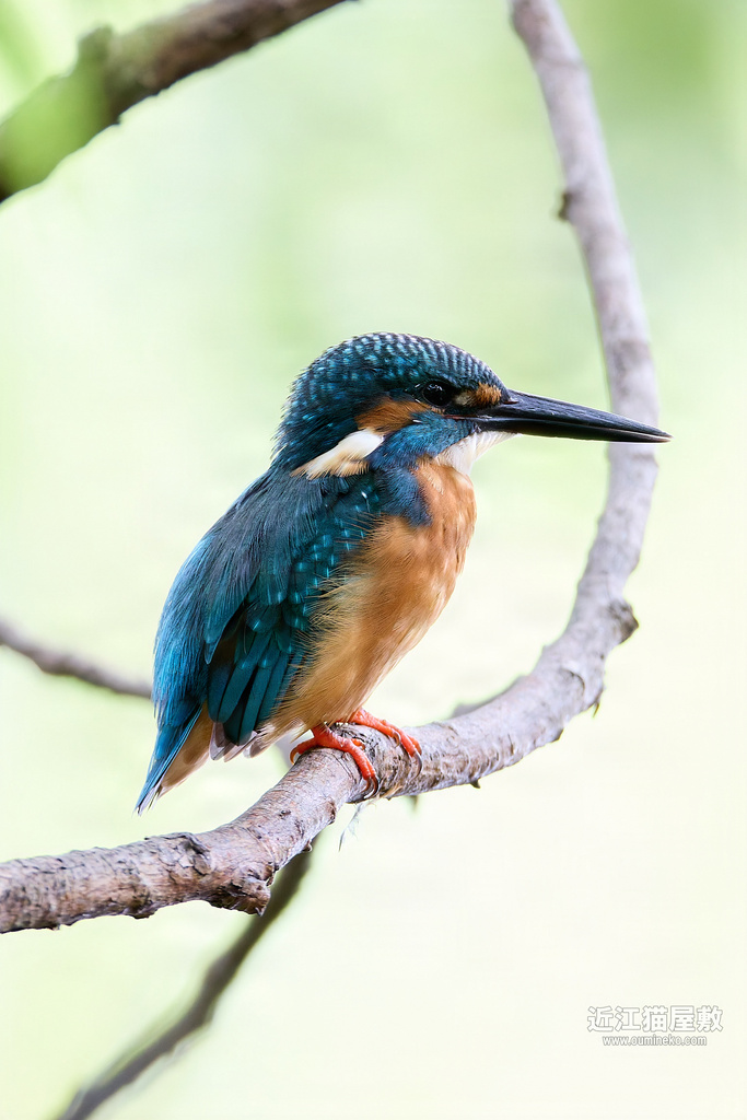 EOSで野鳥撮影 珍鳥レンカク、カワセミ (EF800mm F5.6L IS USM) | 近江