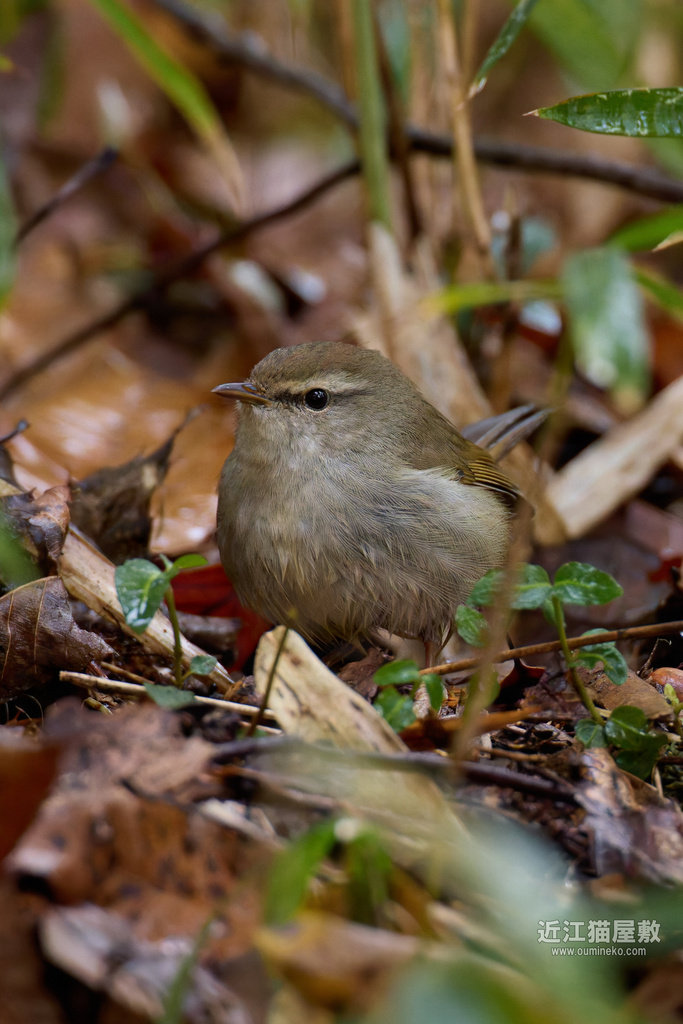 EOS R5 mark IIで野鳥撮影 ルリビタキ、ウグイス、カケス、ヒクイナ、トラツグミ他