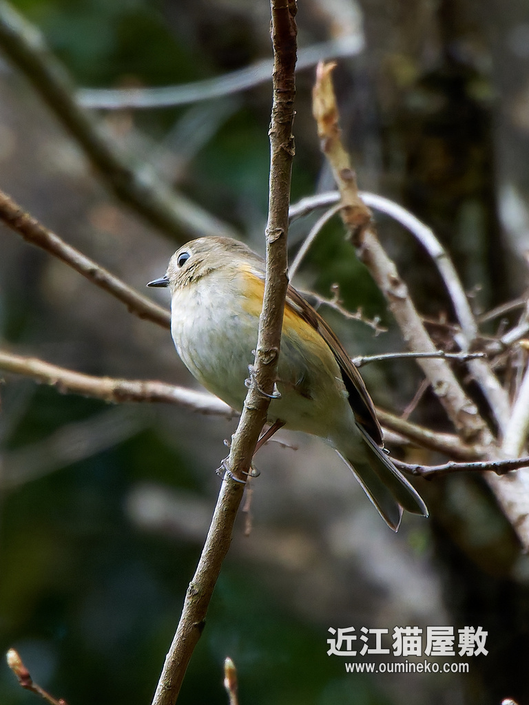 PX-1100で野鳥撮影 朽木ほか ルリビタキ、ソウシチョウ、シロハラ、メジロなど