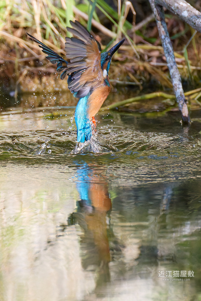 EOS R5 mark IIで野鳥撮影 飽きずにカワセミ