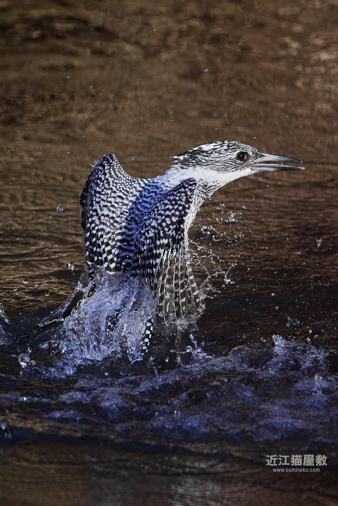 EOS R5 mark IIで野鳥撮影 ヤマセミ、カワセミ