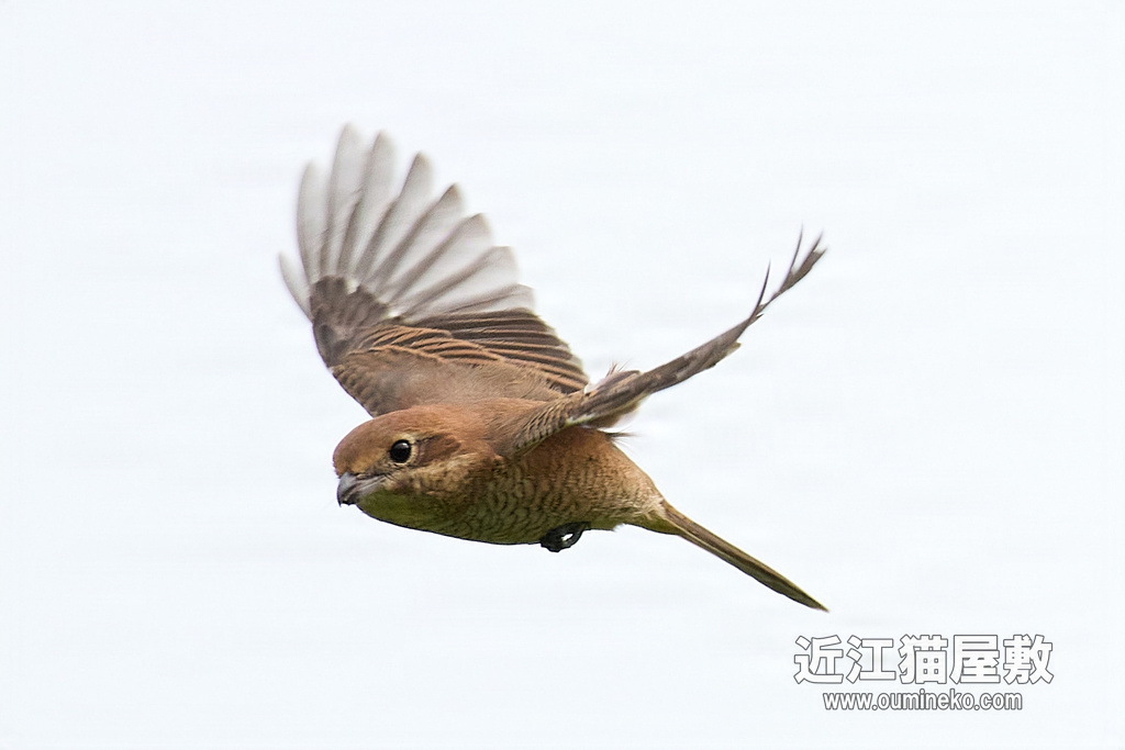 EOS R7 + RF600mm F4L IS USM モズ