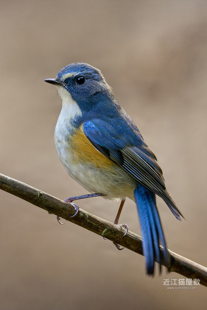 EOS R7,1DX3で野鳥撮影 撮影のコツ(初心者向けTIPS)